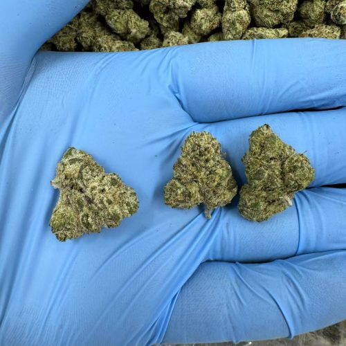 Lemon Poppers Smalls #5823