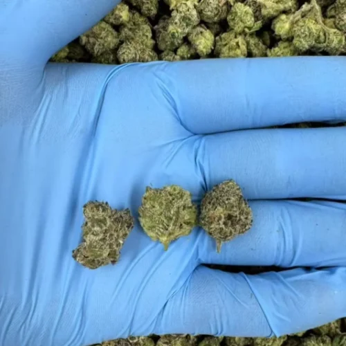 Candy Boba Smalls #5892