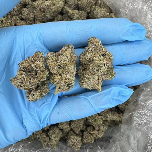 BUBBLEGUM RUNTZ-D153